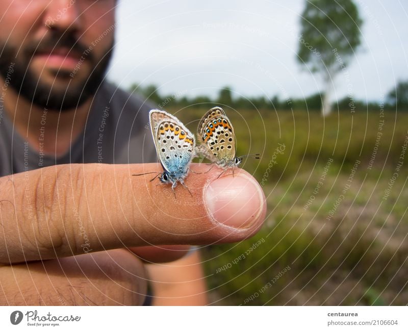 Pair on the finger Nature Animal Summer Beautiful weather Garden Park Meadow Field Heathland Wild animal Butterfly 2 Pair of animals Observe Free Blue Brown