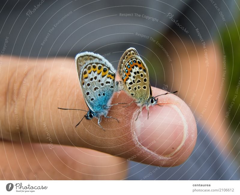 twosome Fingers Nature Animal Summer Beautiful weather Garden Park Meadow Field Wild animal Butterfly 2 Pair of animals Observe Love Sex Happy Blue Brown Orange