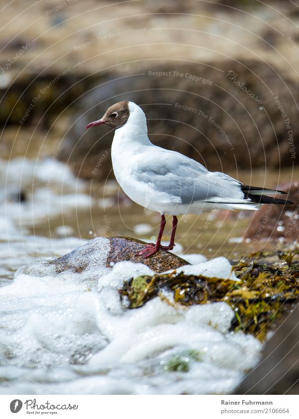a black-headed gull stands in the spray of a sea Animal 1 Wait Cute Contentment Nature "Black-headed Gull Seagull Ocean White crest Calm relaxed Holiday"