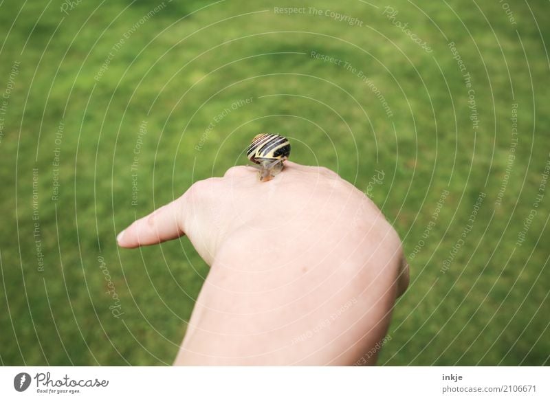 hand-tame 1 Hand Meadow Snail Animal Observe To hold on Small Near Natural Curiosity Cute Trust Love of animals Peaceful Attentive Caution Interest Nature
