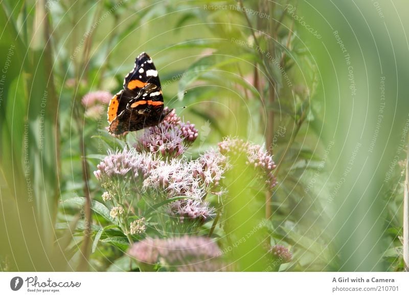 Butterfly in the meadow Environment Nature Plant Summer Beautiful weather Flower Grass Bushes Wild plant Animal Insect 1 Uniqueness Multicoloured Black White