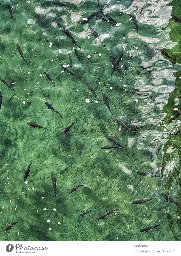 Like a fish in water Elements Water Animal Fish Flock Happiness Fresh Healthy Cold Wet Natural Green Esthetic Contentment Relaxation Life Colour photo