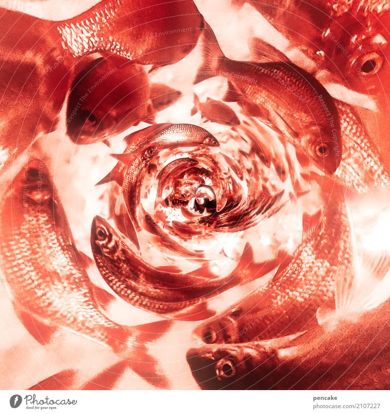 ton in ton | red round Nature Elements Water Fish Flock Together Glittering Wet Many Crazy Wild Red Goldfish Whirlpool Suction Aquarium Excursion Round