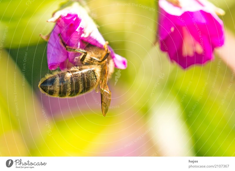 Bee on blossom Beautiful Nature Plant Animal Blossom Illuminate Red Romance Apis mellifera Insect rays sunny Blossom leave Pollen amass Wild germany