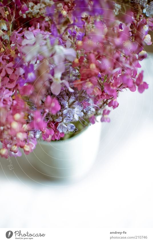 wild flowers Harmonious Fragrance Flower Blossom Wild plant Bouquet Violet Pink Summery Flowerpot Birthday gift Blossoming Spring flower Colour photo Close-up