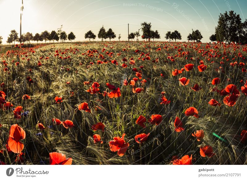 Italian poppy Environment Nature Landscape Plant Horizon Summer Climate Climate change Beautiful weather Flower Grass Bushes Poppy field Poppy blossom Meadow
