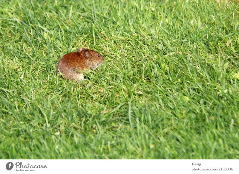 Small visitor Environment Nature Plant Animal Summer Beautiful weather Grass Garden Wild animal Mouse 1 Looking Exceptional Uniqueness Natural Brown Green