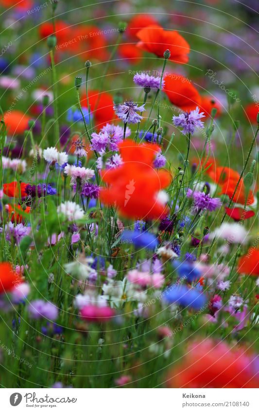 Cornflower meadow with poppies. Happy Healthy Healthy Eating Relaxation Calm Meditation Fragrance Leisure and hobbies Trip Far-off places Summer Environment