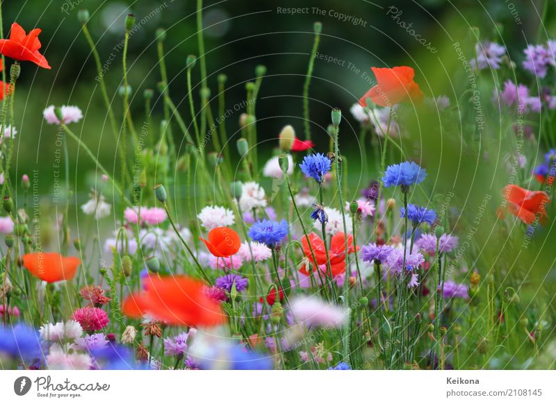 Bright cornflower and poppy meadow. Environment Nature Landscape Plant Summer Flower Grass Bushes Agricultural crop Garden Meadow Esthetic Fragrance Beautiful