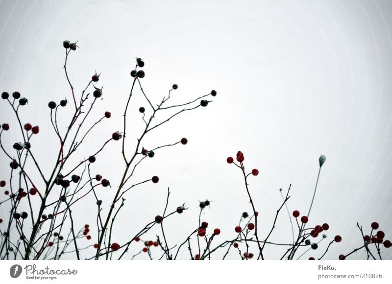 Ice Berries Environment Nature Winter Plant Bushes Wild plant Red Black White Berry bushes Exterior shot Deserted Day Silhouette Neutral Background Twig