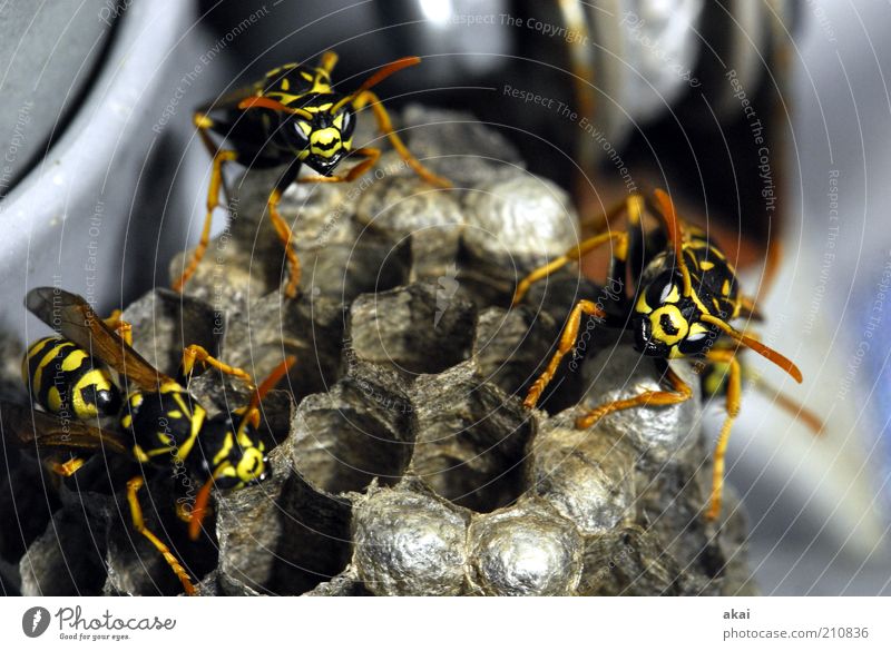 Guardians of the brood - wasps at the wasp nest Nature Animal Wild animal 3 Group of animals Observe Movement Crawl Aggression Threat Near Yellow Emotions Force