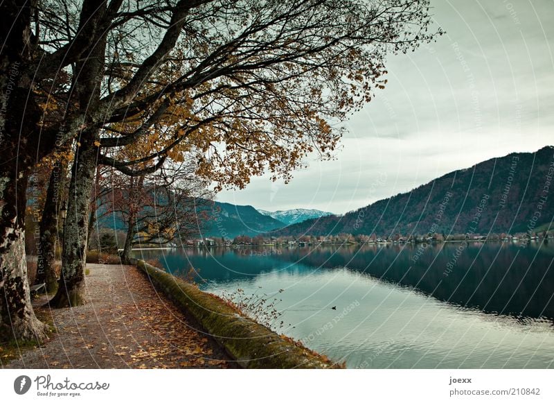 sea route Nature Autumn Tree Mountain Lakeside Blue Brown Calm Idyll Tegernsee Autumnal Sadness Colour photo Subdued colour Exterior shot Deserted Day