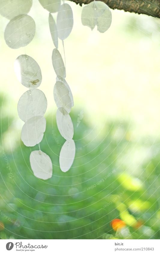 Wind chimes for zabalotta Decoration spring Summer Calm Movement Ease Sound Musical instrument Circle hang Suspended Resting point Bright Mussel Mother-of-pearl