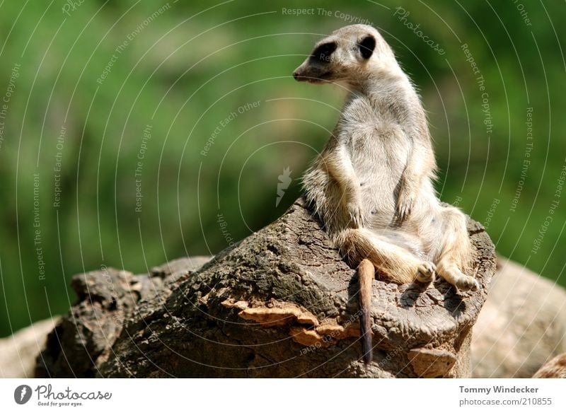 Timon the Scout Meerkat - a Royalty Free Stock Photo from Photocase