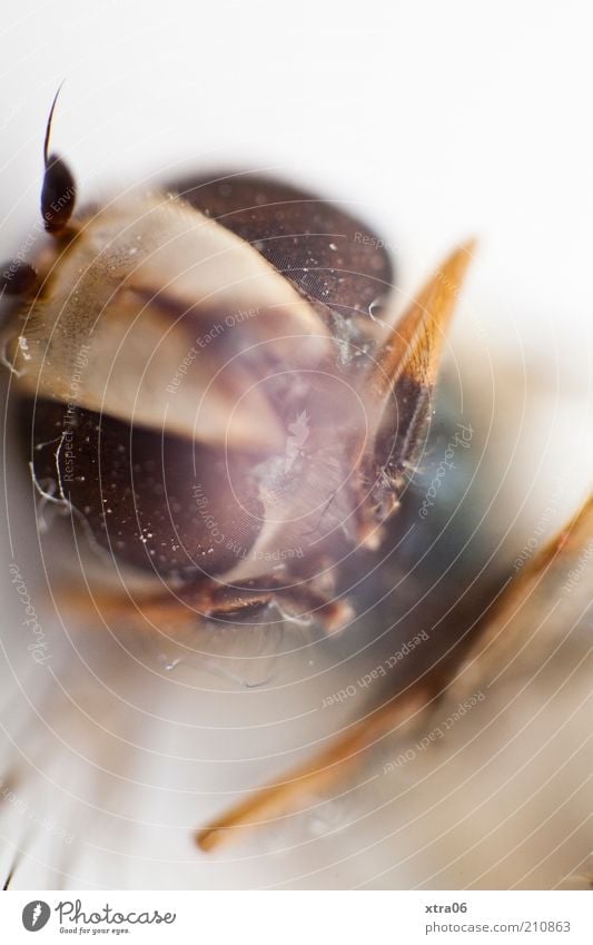 Look me in the eye Animal Insect Compound eye Feeler Legs Head Animal face Animal portrait Colour photo Close-up Detail Macro (Extreme close-up)