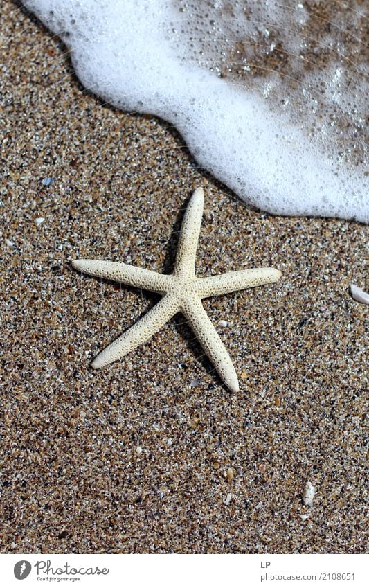 starfish on the beach Lifestyle Wellness Harmonious Well-being Contentment Senses Relaxation Calm Meditation Spa Leisure and hobbies Vacation & Travel Tourism