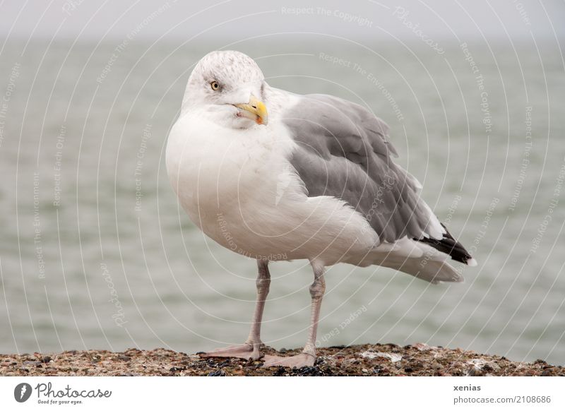 A seagull on the wall Summer vacation Beach Ocean Coast Baltic Sea Harbour Wild animal Bird Seagull Silvery gull 1 Animal Stand Blue Yellow Gray Black White