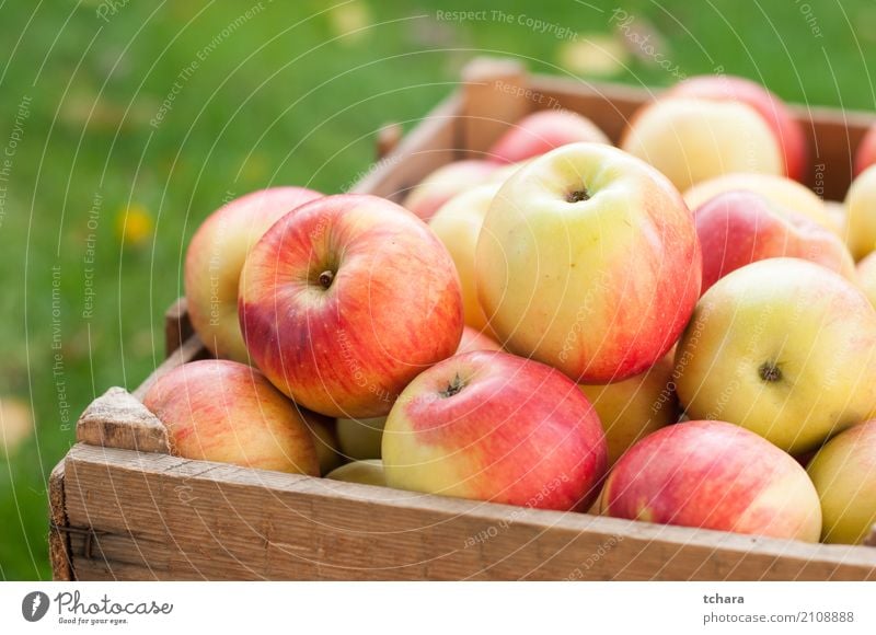 Ripe apples Fruit Apple Nutrition Vegetarian diet Diet Summer Group Nature Tree Wood Fresh Bright Delicious Natural Juicy Green Red White Colour background