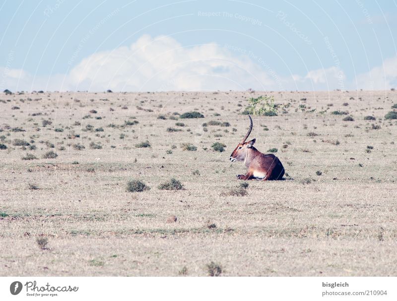 antelope 1 Animal Dry Blue Brown Africa Colour photo Subdued colour Exterior shot Lie Steppe Drought Copy Space top Individual Antelope Day