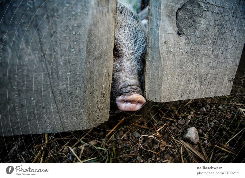 Mini pig at the fence Summer Environment Nature Landscape Alps Animal Pet Farm animal Animal face Swine 1 Wood Fence pigsty Barn Observe Looking Natural