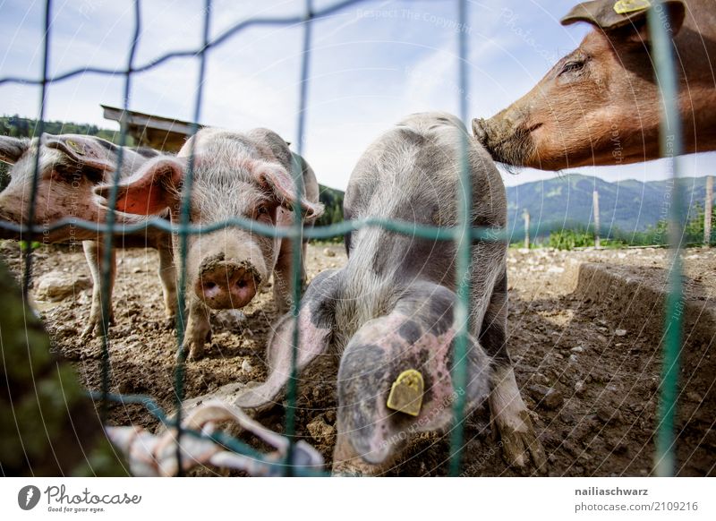 pig farm Summer Agriculture Forestry Farm Animal Farm animal Petting zoo Swine 4 Group of animals Fence Observe Touch Relaxation Communicate Kissing Looking