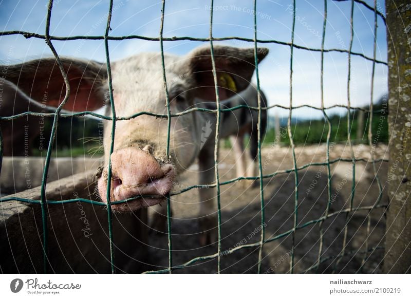 Pigsty in the Alps Summer Agriculture Forestry Environment Nature Landscape Mountain Village Animal Pet Farm animal Swine 1 Fence Steel Observe Looking