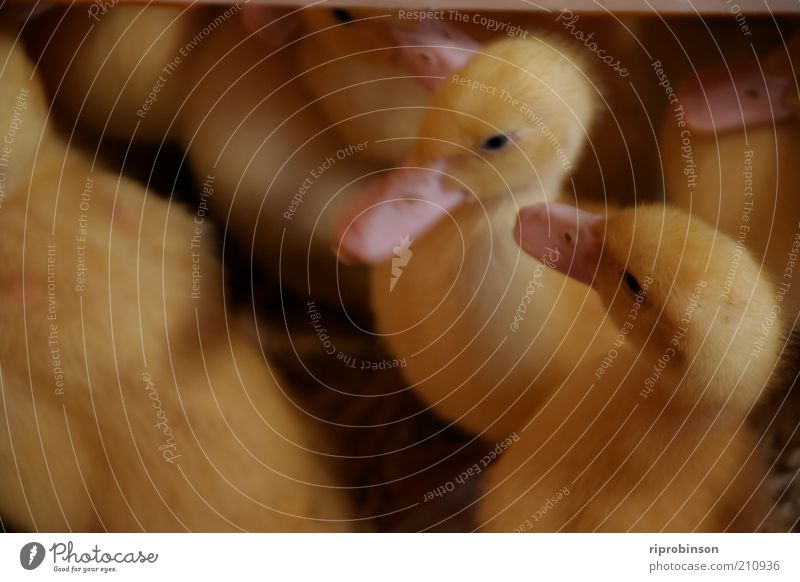 Who ugly, me ugly? Animal Farm animal Bird Duck Flock Baby animal Cuddly Cute Soft Yellow Gold Colour photo Close-up Animal portrait