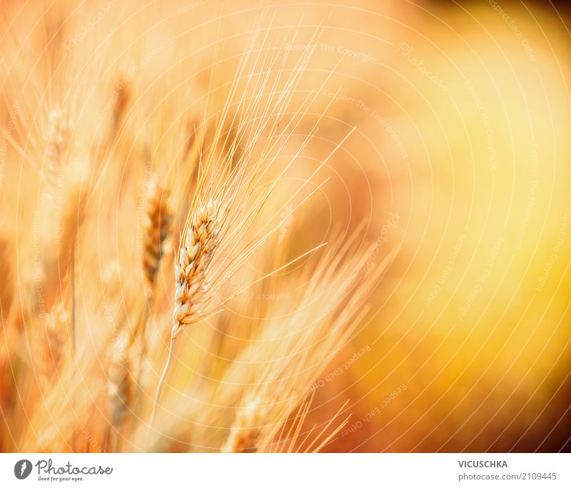 Close-up of grain Lifestyle Design Healthy Eating Summer Nature Landscape Field Yellow Background picture Agriculture Grain Grain field Grain harvest Harvest