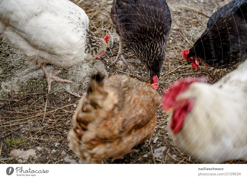 fowls Summer Farmer Agriculture Forestry Nature Meadow Field Animal Farm animal Bird Barn fowl Rooster Group of animals Animal family To feed Feeding To enjoy