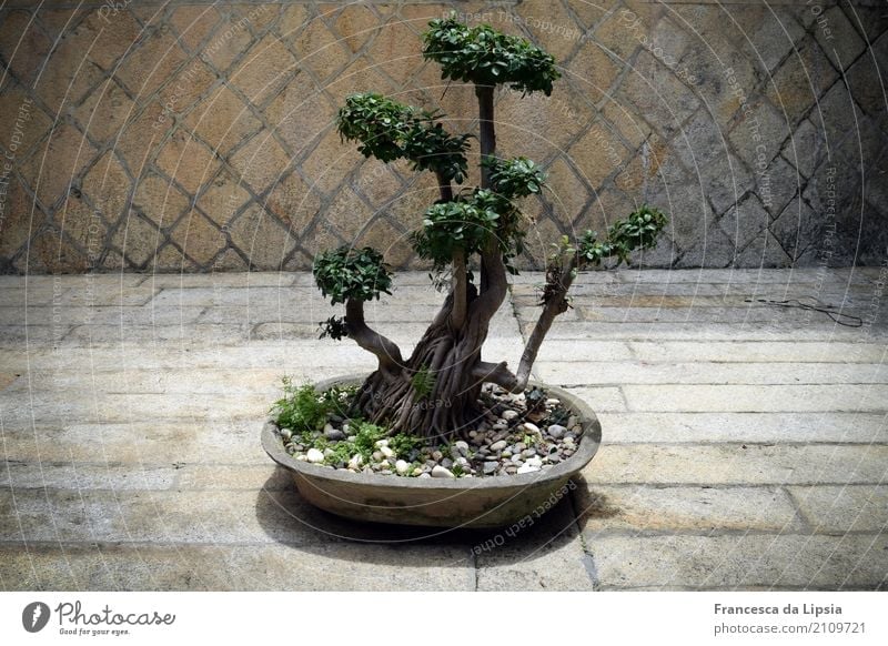 bonsai Wellness Harmonious Meditation Decoration Bonsar Garden Relaxation Vacation & Travel Growth Old Simple Exotic Small Calm Esthetic Contentment Peace