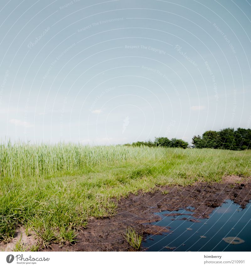 wet hole Environment Nature Landscape Plant Water Sky Cloudless sky Spring Summer Climate Weather Beautiful weather Meadow Field Bog Marsh Pond Spring fever