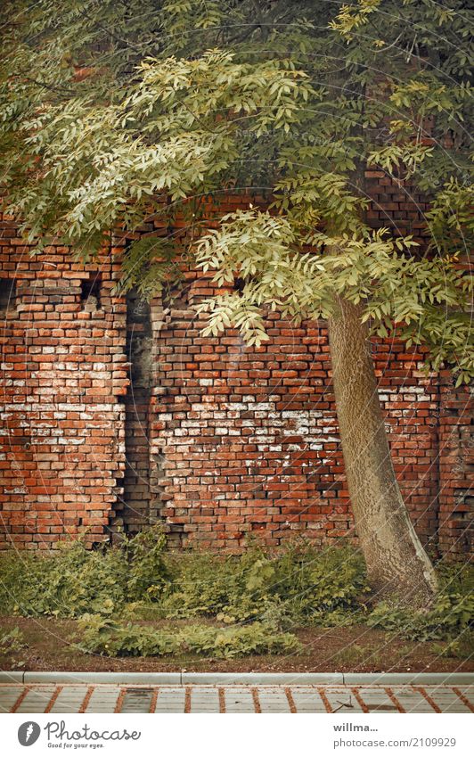 the corset became too tight for him ... Tree Robinia Fabaceae Manmade structures Wall (barrier) Wall (building) Brick wall Brick construction Decline Symbiosis