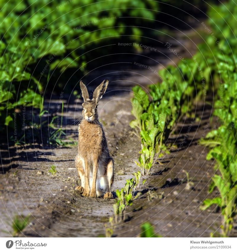 hare Environment Nature Animal Summer Plant Sugar beet Field Pelt Wild animal Animal face Paw Hare & Rabbit & Bunny 1 Observe Sit Wait Brown Gray Green Hunting