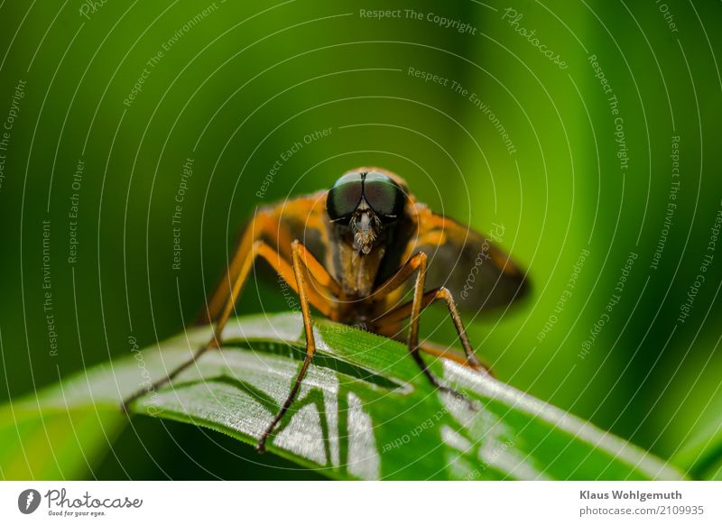 eye contact Environment Nature Animal Summer Grass Meadow Forest Brakes 1 Observe Looking Sit Green Orange Colour photo Subdued colour Exterior shot Close-up