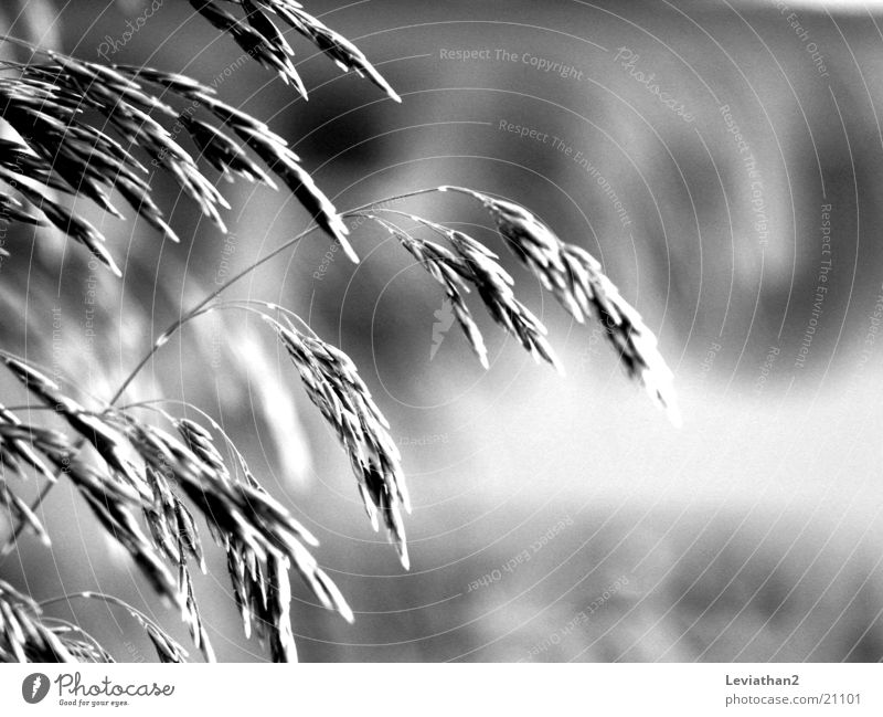 Black grass Plant Grass White Contrast Black & white photo Close-up Blur