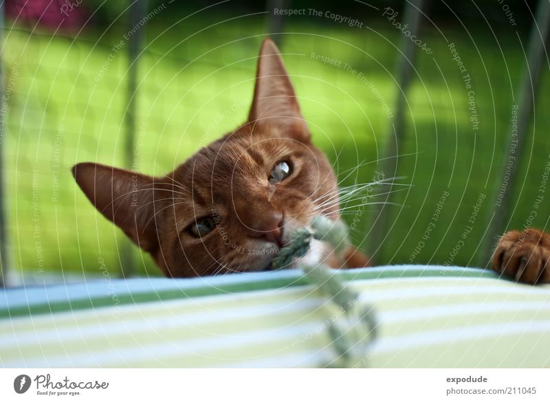 Playing cat Pet Cat Claw Abyssinian 1 Animal Wild Red Joy Colour photo Exterior shot Deserted Copy Space top Day Contrast Shallow depth of field Animal portrait