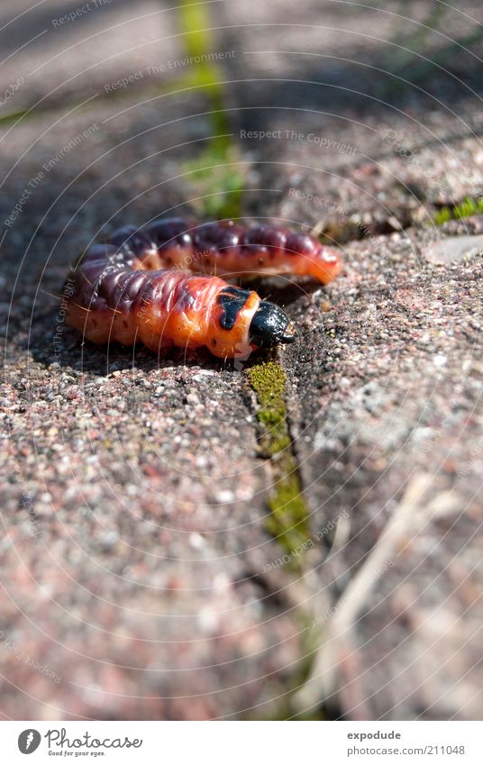 The red caterpillar Animal 1 Baby animal Crawl Threat Red Love of animals Esthetic Movement Discover Colour photo Exterior shot Close-up Copy Space bottom Day