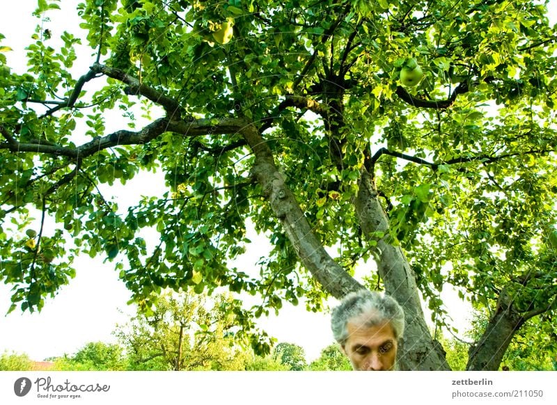 false tripping Relaxation Garden Human being Masculine Man Adults Head 45 - 60 years Nature Plant Tree Park Hair and hairstyles Gray-haired Short-haired Part