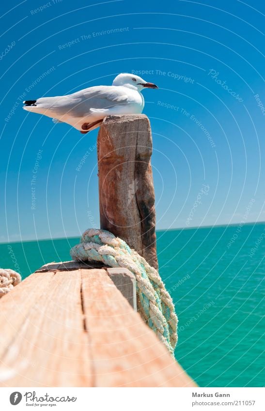 seagull Life Summer Nature Animal Water Cloudless sky Beautiful weather Coast Bird 1 Sit Relaxation Calm Feather Beak Pole Rope Wood Colour photo Exterior shot
