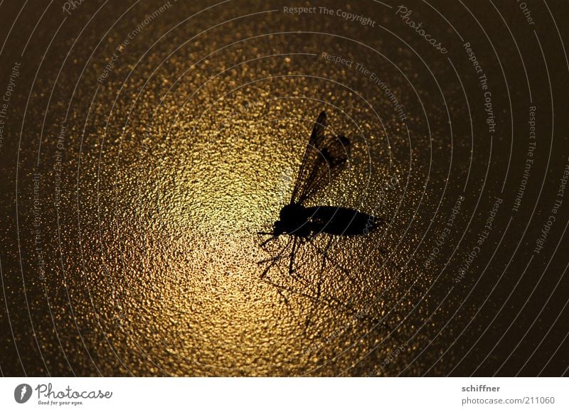 Flying home Nature Animal Wing Crane fly Insect 1 Esthetic Twilight Close-up Macro (Extreme close-up) Light Shadow Silhouette Reflection Low-key Animal portrait