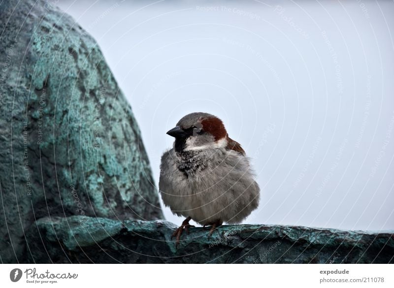 Lesser Sparrow Animal Wild animal Bird 1 Baby animal Observe Crouch Cuddly Natural Curiosity Cute Blue Brown Gray Green Black Loneliness Uniqueness Environment