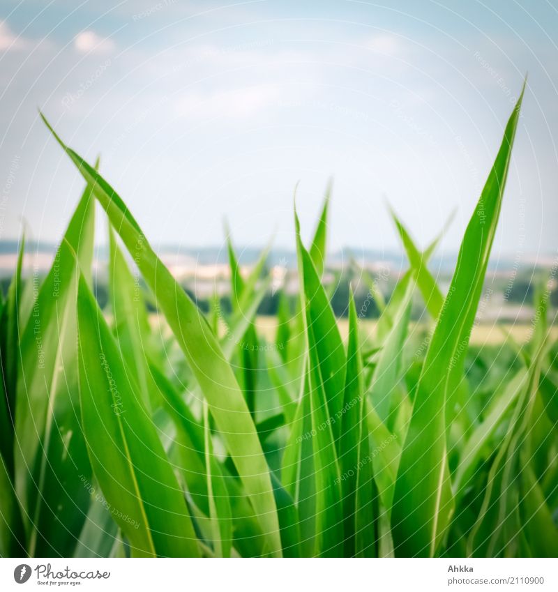 Maize top field over the Weimarer Land Agriculture Forestry Nature Landscape Summer Plant Agricultural crop Maize plants Corn leaf Maize field Field