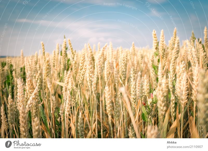 wheat field Environment Nature Summer Plant Agricultural crop Wheatfield Weimarer Land district Thuringia Healthy Positive Many Blue Yellow Background picture