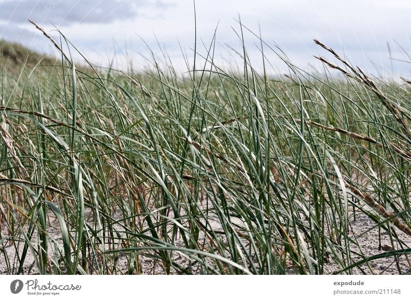 beach grass Environment Nature Landscape Plant Elements Earth Sand Beautiful weather Grass Wild plant Coast North Sea Green Esthetic Relaxation Colour photo