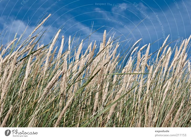 Blossoming beach grass Environment Nature Landscape Plant Elements Earth Air Sky Summer Beautiful weather Grass Wild plant Coast North Sea Blue Brown Green