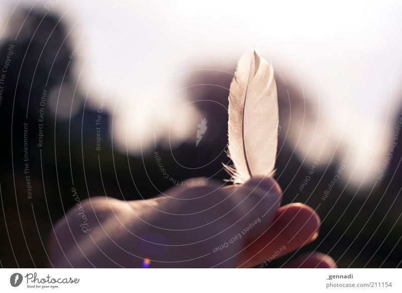 From the birds Hand Feather Looking Ease Easy Dazzle Fingers Exterior shot Deserted Copy Space top Day Silhouette Sunlight Back-light Shallow depth of field