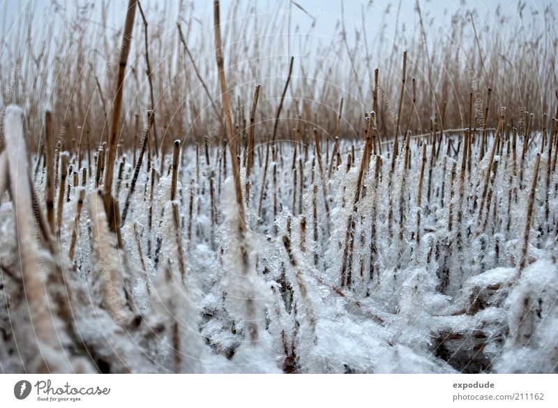 winter reed Environment Nature Landscape Plant Winter Climate Weather Ice Frost Grass Agricultural crop Wild plant River bank Brown White Colour photo