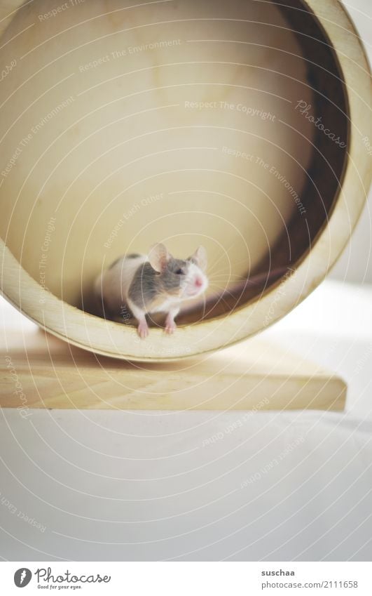 mouse sport Mouse Animal Pet Rodent Mammal Small Diminutive Cute Sweet Caution Curiosity Looking Discover spy upon sb. Fear Face impeller hamster wheel Sports