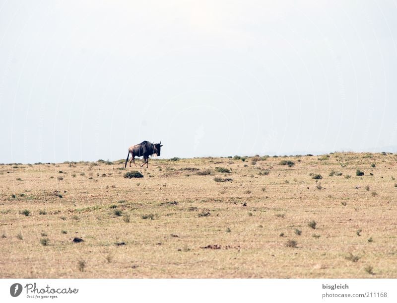 wildebeest Safari Sand Sky Steppe Wild animal Gnu 1 Animal Brown Loneliness Crescent Iceland Kenya Africa Colour photo Subdued colour Exterior shot