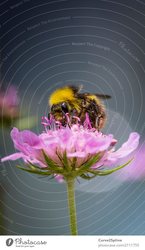 bumblebee Nature Summer Plant Blossom Animal Bee 1 Blossoming Bumble bee Accumulate Insect Sprinkle Hair Macro (Extreme close-up) Fertilization Hero Wing Yellow